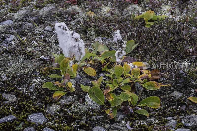 北极柳(Salix arctica)是一种微小的匍匐柳(Salicaceae)。它能适应北极的环境，特别是冻土带。德纳里国家公园，德纳里国家公园和保护区，阿拉斯加。